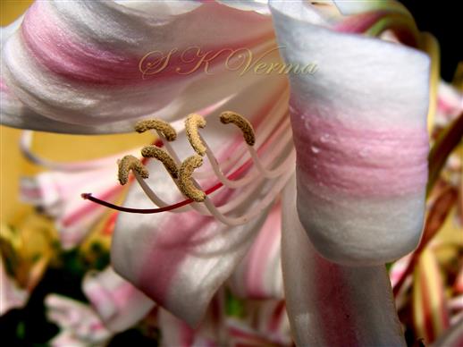  Stamens